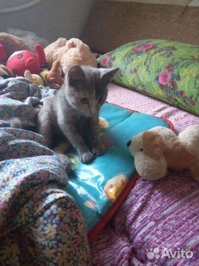 Без вины виноватая