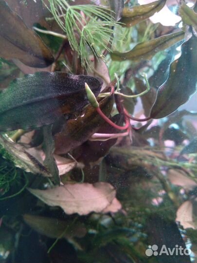 Аквариумные растения