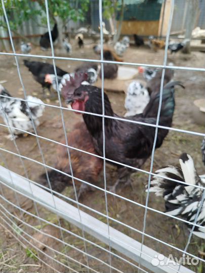 Петушки породные