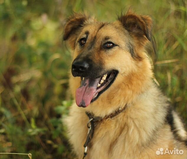 Прелестная собака Юкка в добрые руки