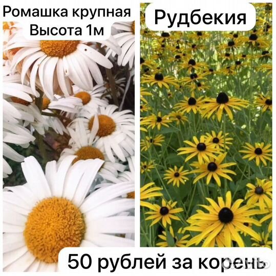 Цветы для сада