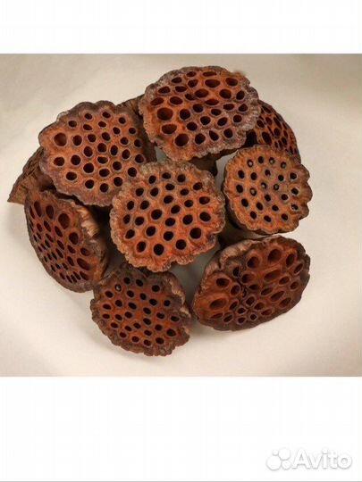 Лотос сухоцвет