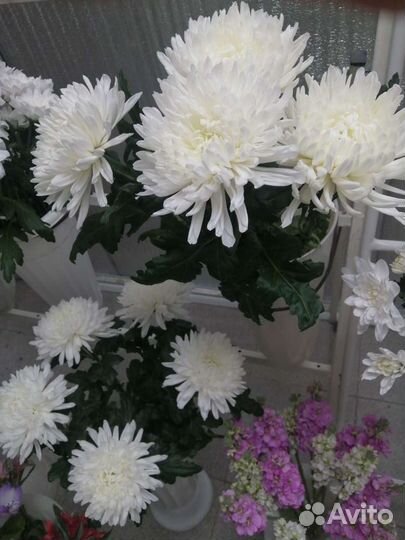 Хризантема Магнум