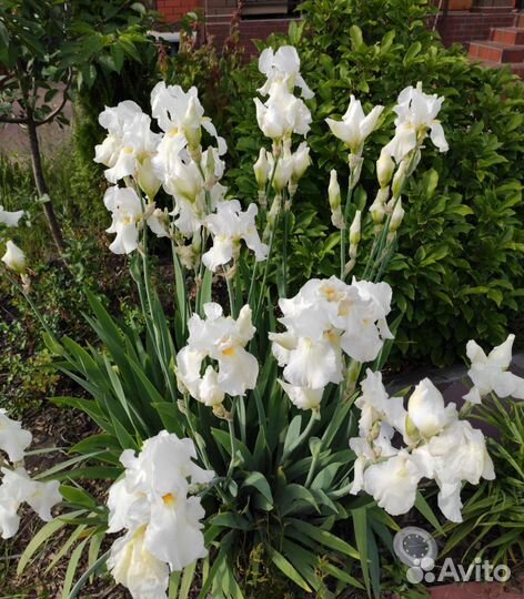Ирис белый