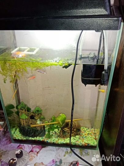Аквариум со всем содержимым