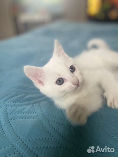 Котенок девочка