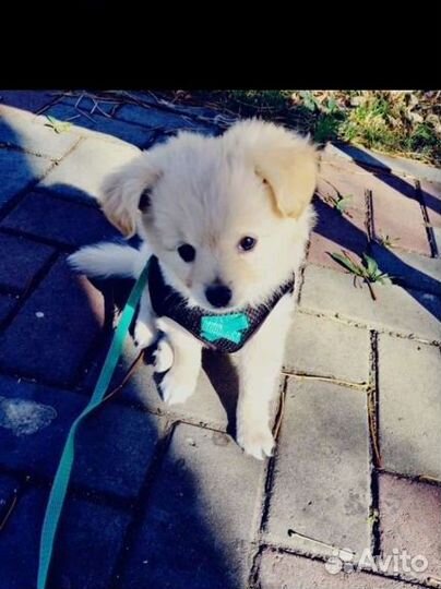 Маленькая собака