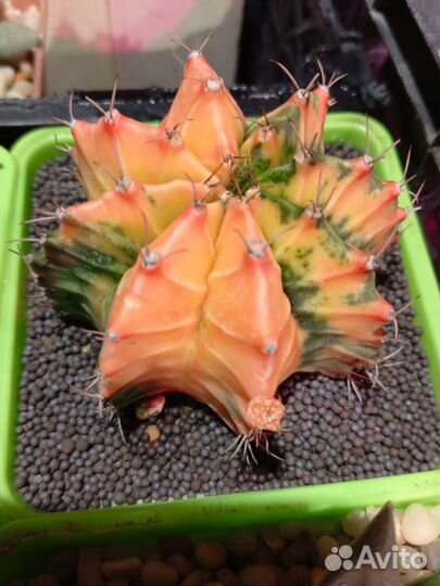 Гимнокалициумы вариегатные, 9/9 см. Горшок