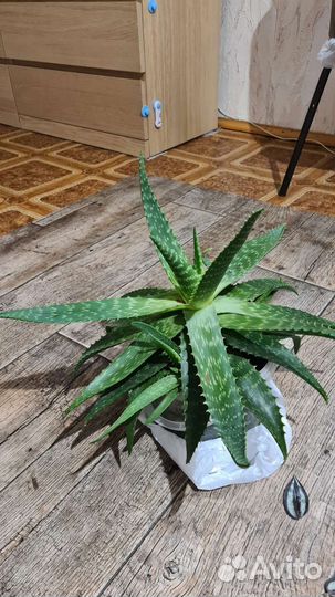 Алоэ 4 года, трехлетний