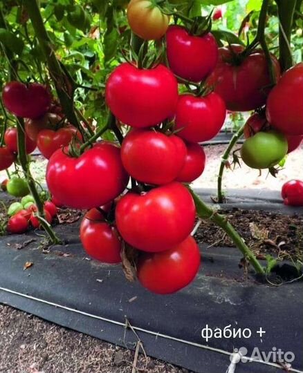 Семена томата фабио плюс f1