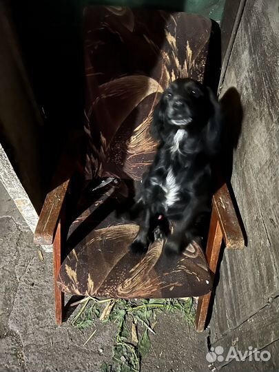 Спаниель 6 месяцев