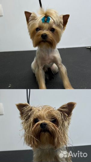 Стрижка йорков