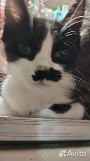 Котята в добрые руки им 5 месяцев