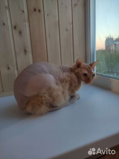 Канадский сфинкс