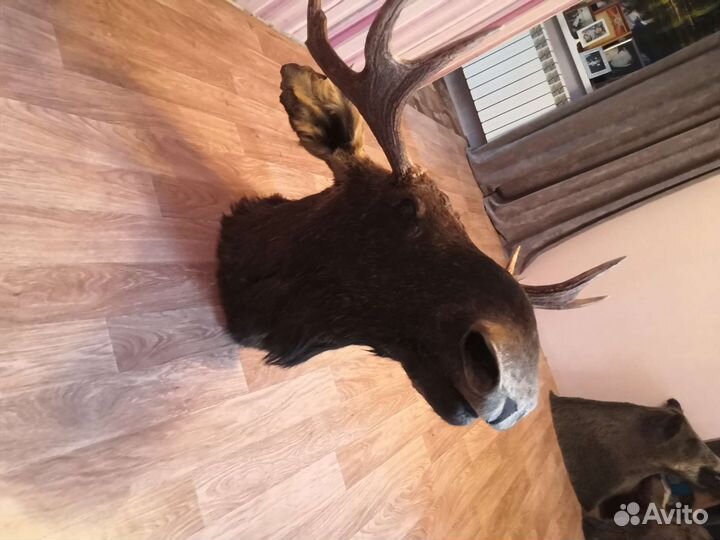 Чучело головы лося