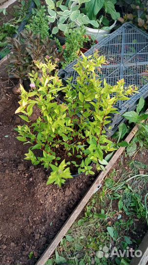 Спирея голден принцесс