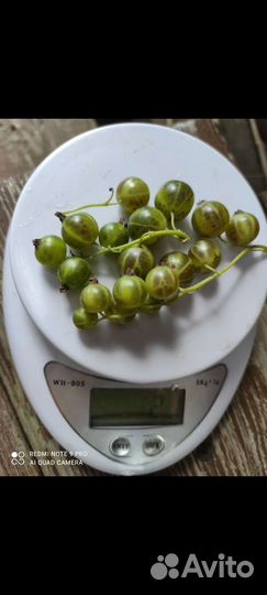 Смородина зелёная