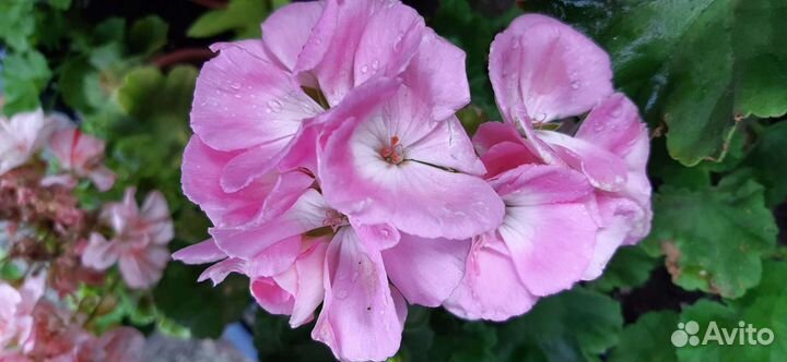 Пеларгония герань