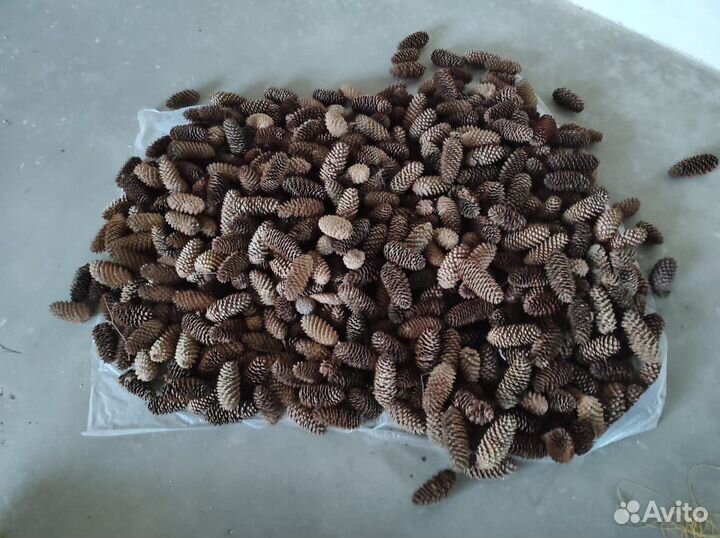 Шишки еловые для бани или поделок