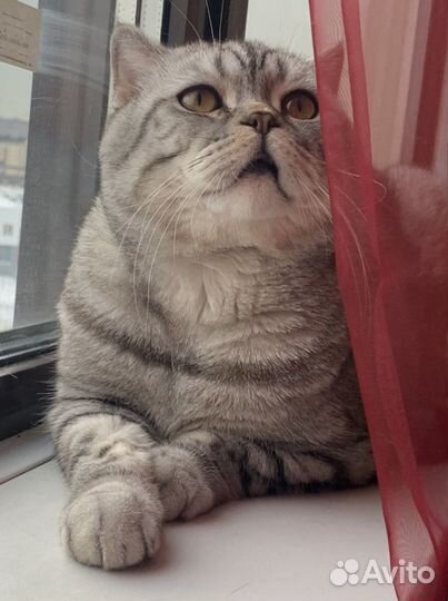 Кот на вязку