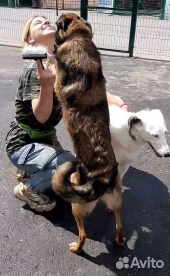 Ищем помощников (волонтеров) в приют