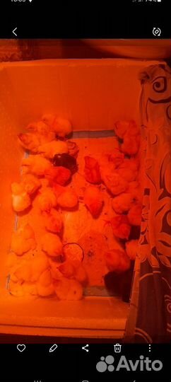 Куры цыплята