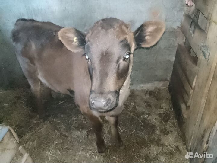 Продам телку