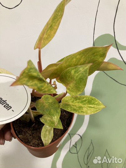 Филодендрон