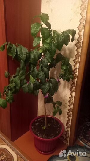 Лимонное дерево