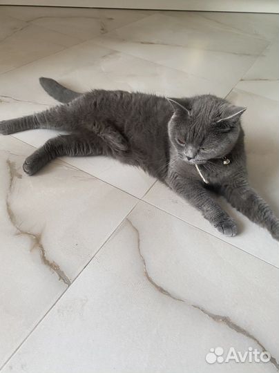 Кошка британка