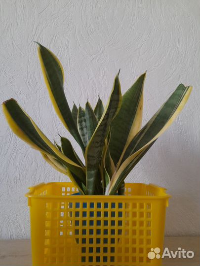 Сансевиерия с жёлтой каймой