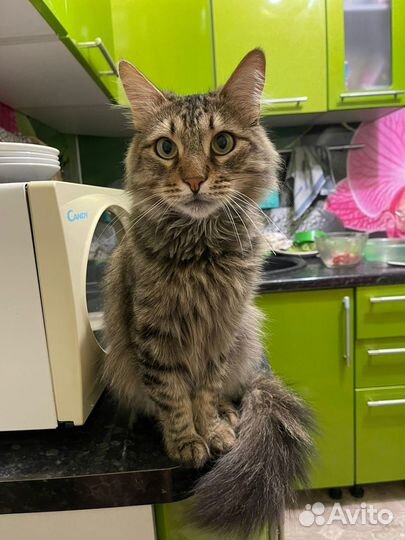 Котик ищет дом