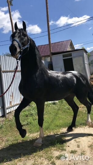 Жеребцы