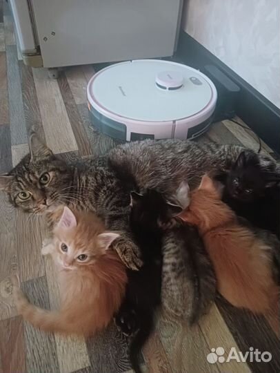 Котята в добрые руки бесплатно