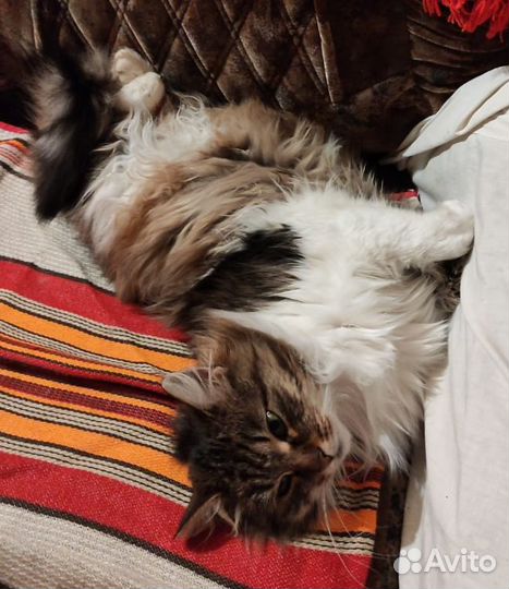 Кошечки сиротки