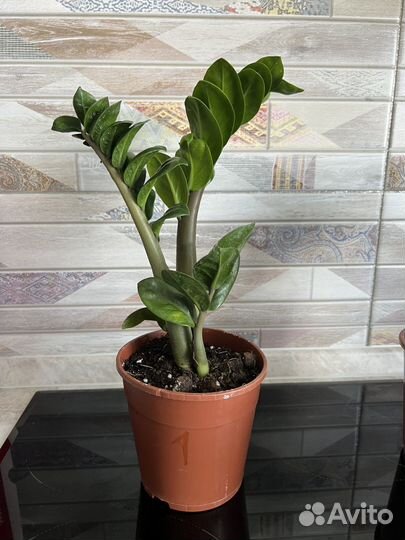 Замиокулькас зензи