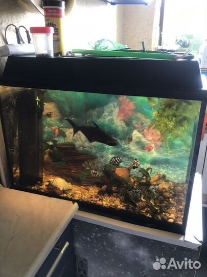 Аквариум