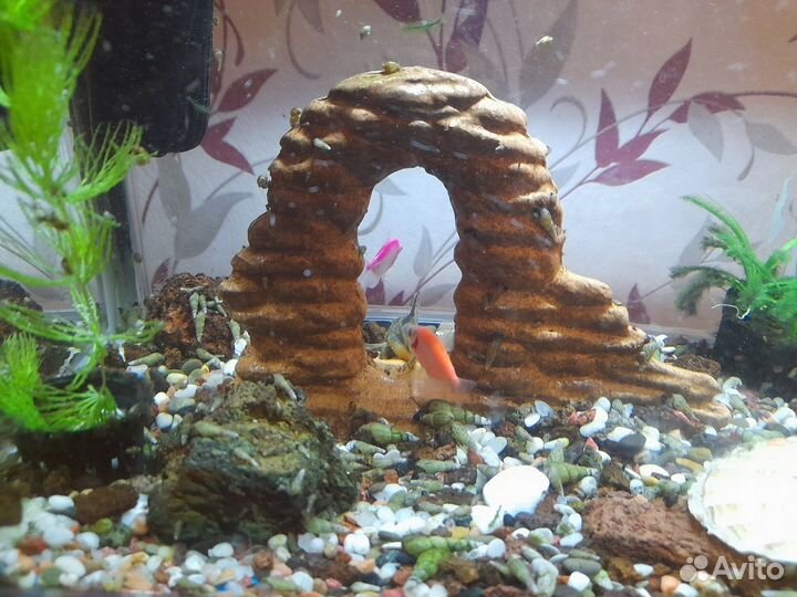 Аквариум с рыбками