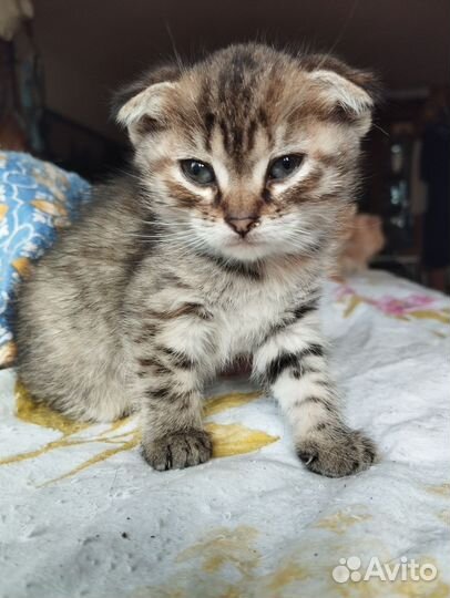 Шотландская вислоухая кошка бесплатно