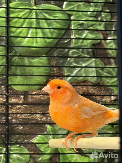 Кенарь и канарейка