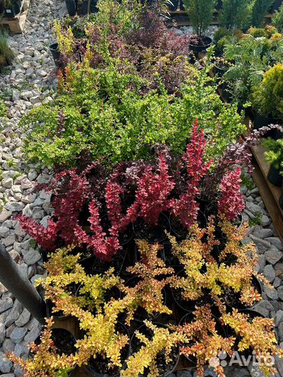 Барбарис в ассортименте