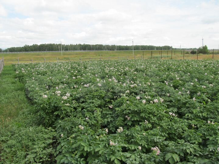 Участок 15 сот. (ИЖС)