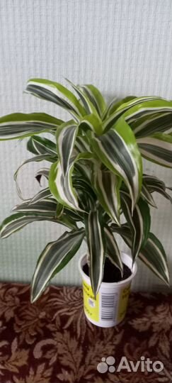 Аукуба (Кротон)