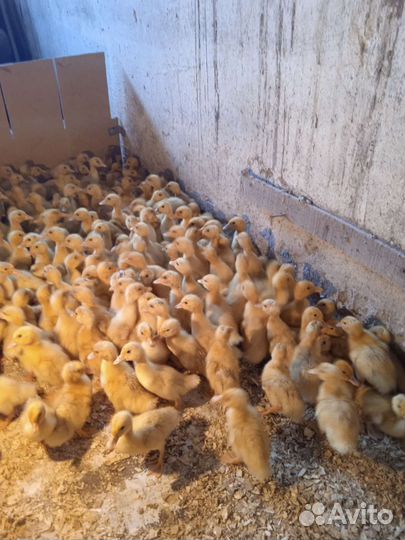 Утята стар 53,бройлер