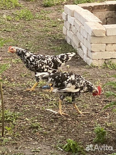 Петухи долматинцы