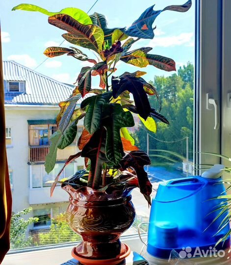 Кротон