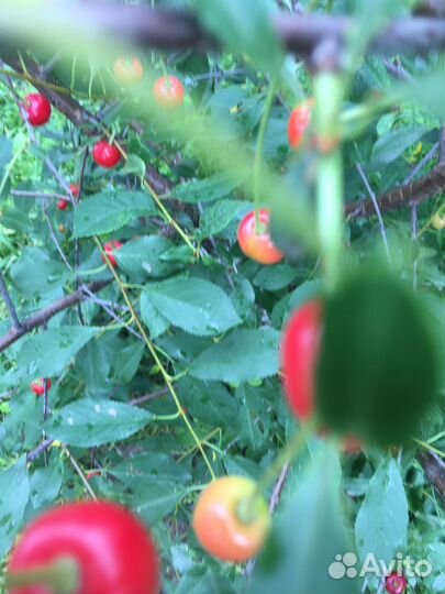 Вишня разных сортов и слива