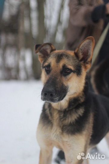 Супер братик с сестричкой, собаки из приюта