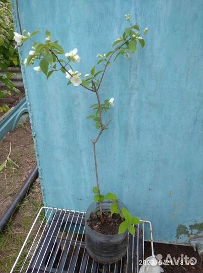 Спирея Дугласа и Сливолисая,жасмин,калина,черемуха