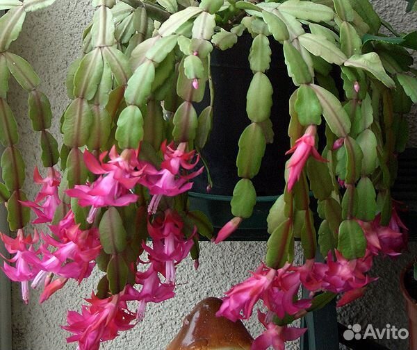 Шлюмбергера Бакли (декабрист)